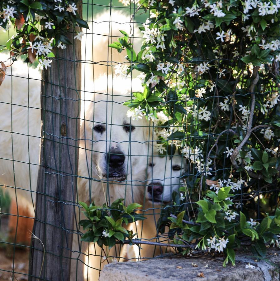 Podere N°8 In Maremma *